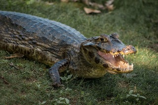 Jacaré